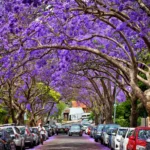 Jacarandas Mexico