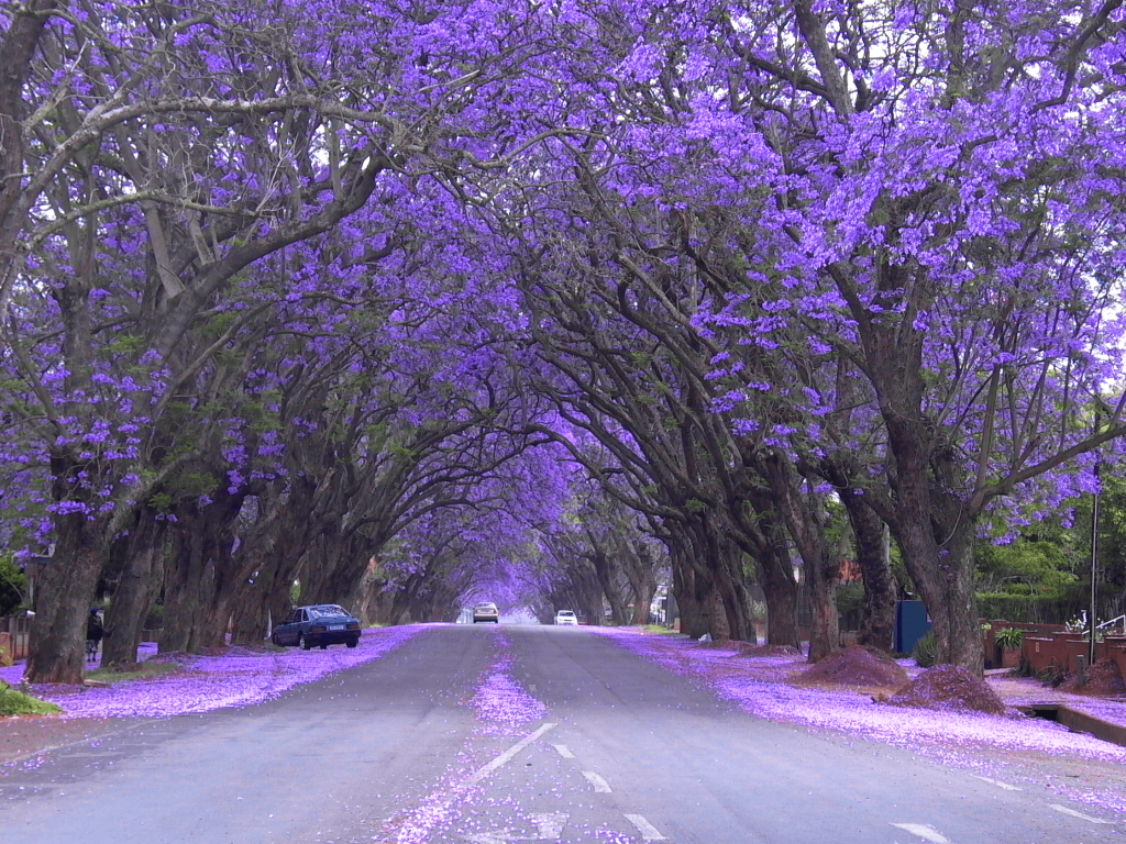Mexico's Jacarandá Tree