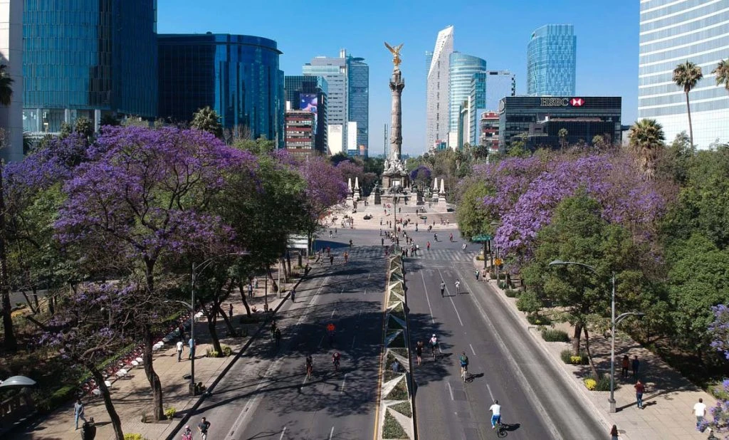 The Jacarandas: A Blossoming History in Mexico City