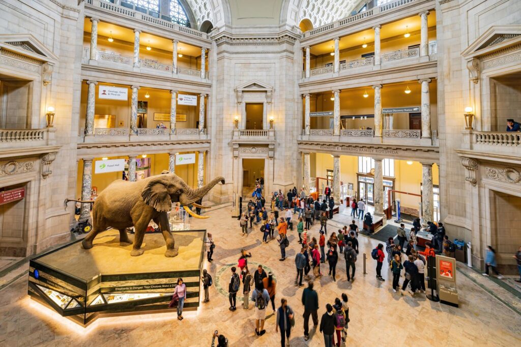 Interior of the Smithsonian National Museum of Natural History in Washington DC with the elephant exhibit.