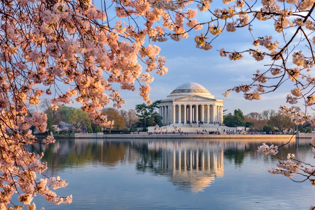 Cherry blossoms framing the Jefferson Memorial beside the Tidal Basin in Washington DC.